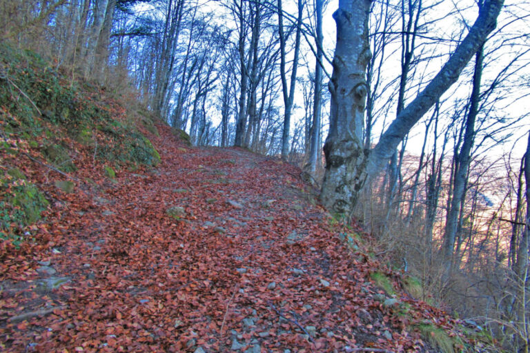 PUIGPARDINES-JOANETES-OLLETES-REC-FOTO