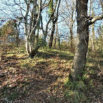 RIUDAURA-LLORS-CORTILS-FOTO