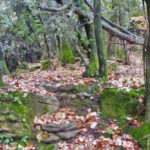 SANTA-PAU-FAGEDA-GRAU-FOTO