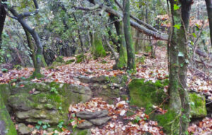 SANTA-PAU-FAGEDA-GRAU-FOTO