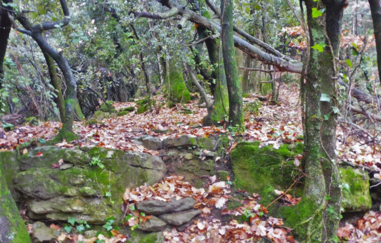 SANTA-PAU-FAGEDA-GRAU-FOTO