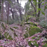 SANTA-PAU-PUIG-DE-MAR-FOTO