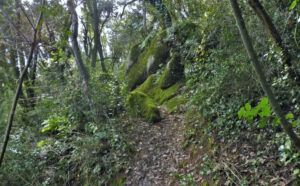 JOAN-CAU-CANADELL-ROSTA-FOTO