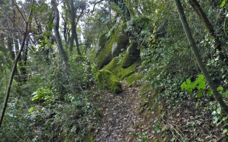 JOAN-CAU-CANADELL-ROSTA-FOTO