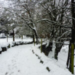 OLOT-BATET-COT-GEGANT-FOTO