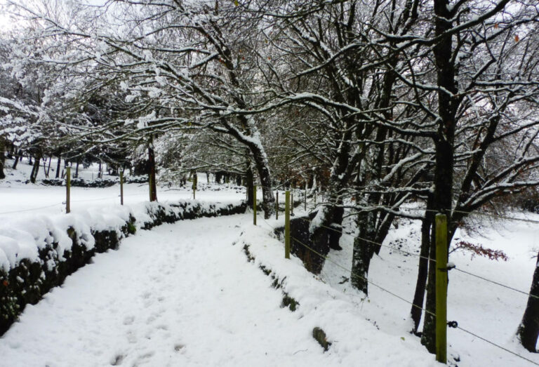 OLOT-BATET-COT-GEGANT-FOTO