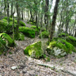 PAU-COLITZA-BATLLE-FOTO