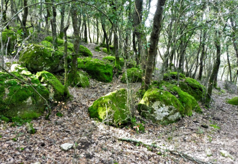 PAU-COLITZA-BATLLE-FOTO