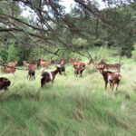 TORTELLA-MONTORIOL-MONTEIA-CALMA-FOTO