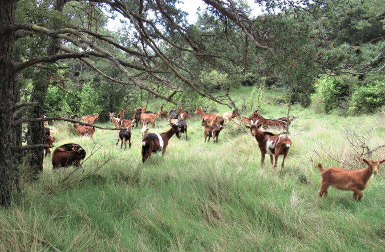 TORTELLA-MONTORIOL-MONTEIA-CALMA-FOTO
